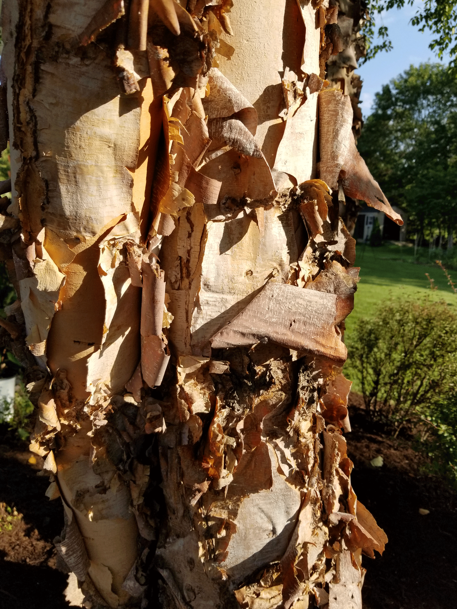 River Birch Bark Gasper Landscape Design Construction