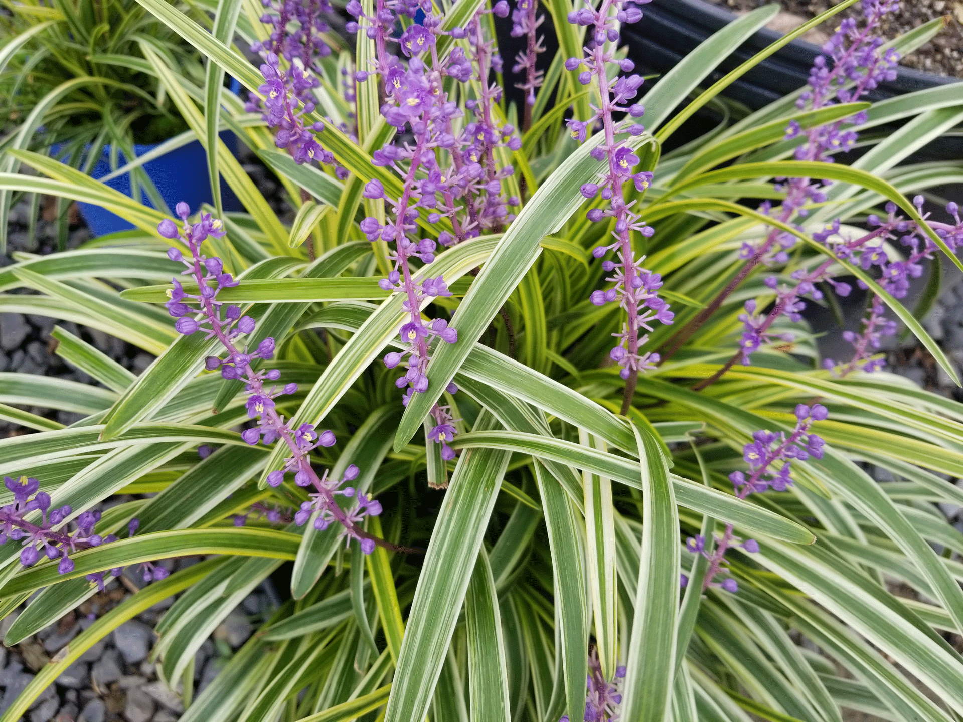 Liriope-variegata - Gasper Landscape Design & Construction