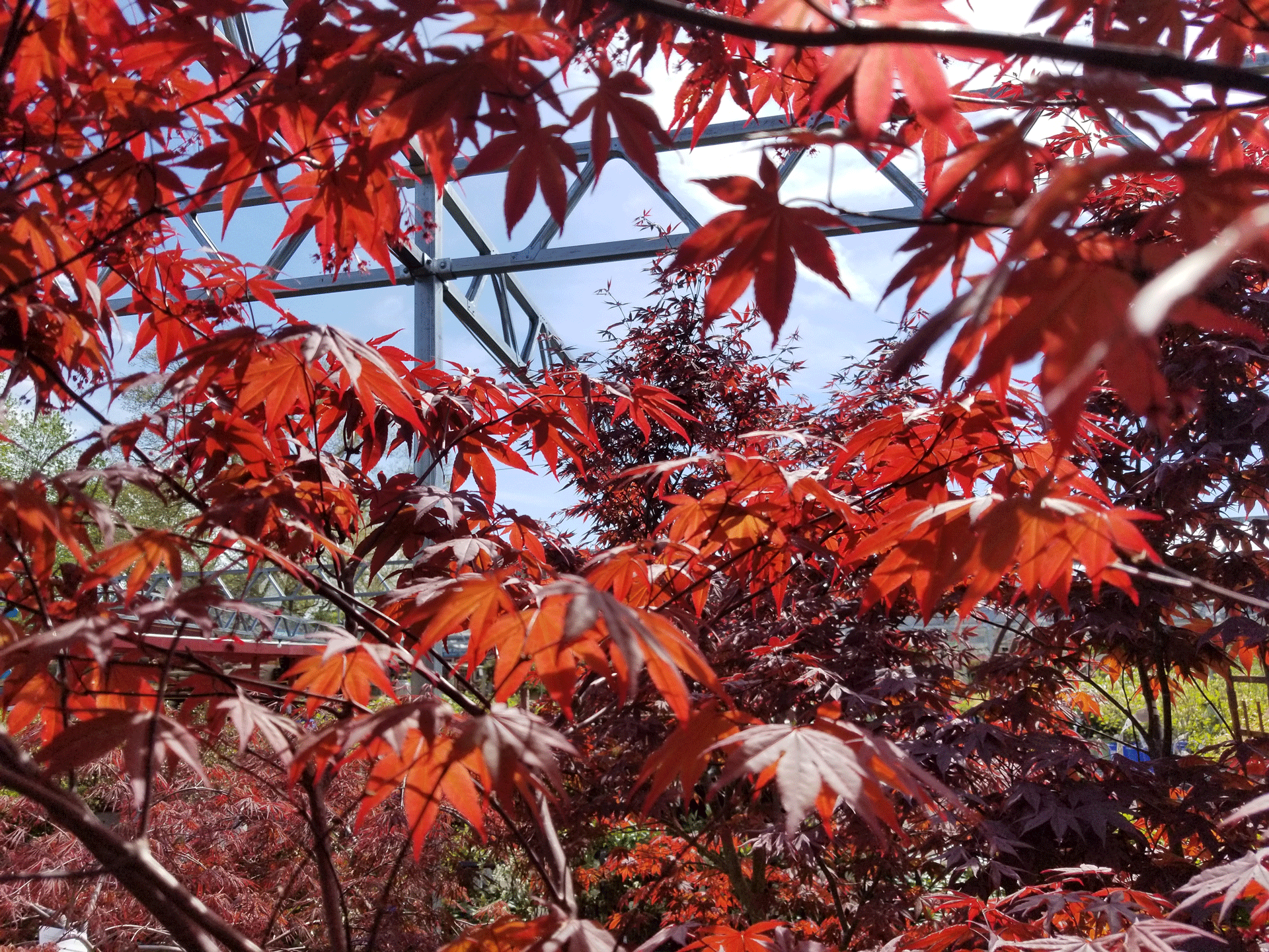 Japanese-Maple-Leaves - Gasper Landscape Design & Construction