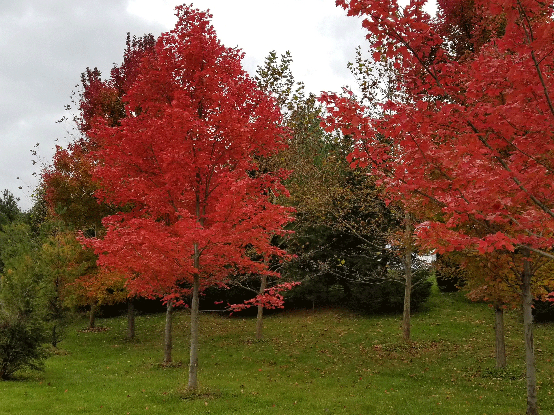 october glory maple vs autumn blaze maple
