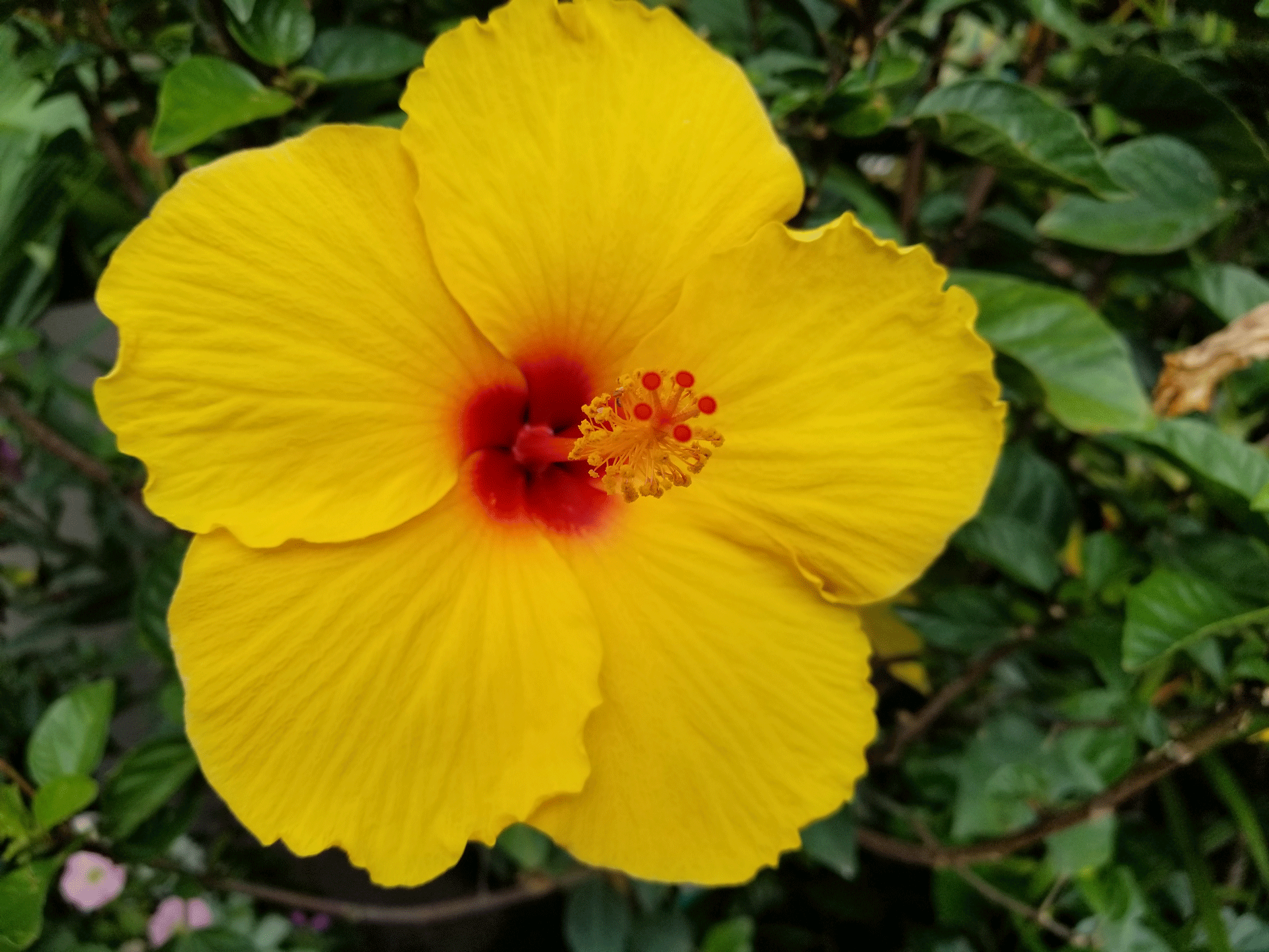 Yellow-Hibiscus – Gasper Landscape Design & Construction