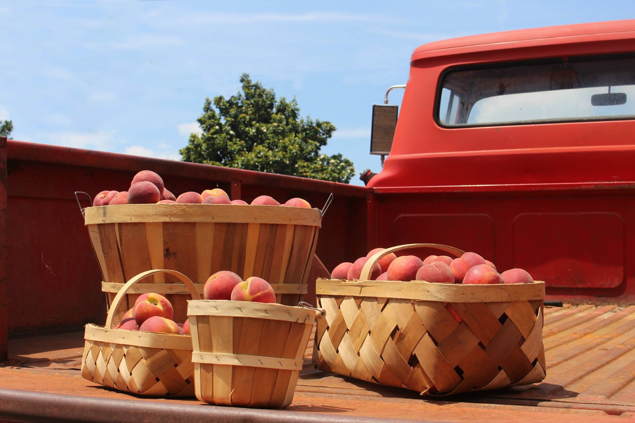 Frazee Gardens Peach Truck Fasci Garden