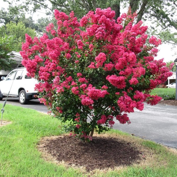 Crape-Myrtle-Arapaho – Gasper Landscape Design & Construction