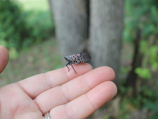 spotted lantern fly