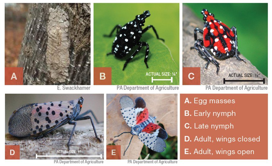 life-stages-of-spotted-lanternfly-gasper-landscape-design-construction