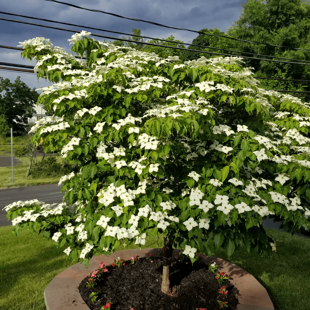 Cornus-kousa-tree – Gasper Landscape Design & Construction