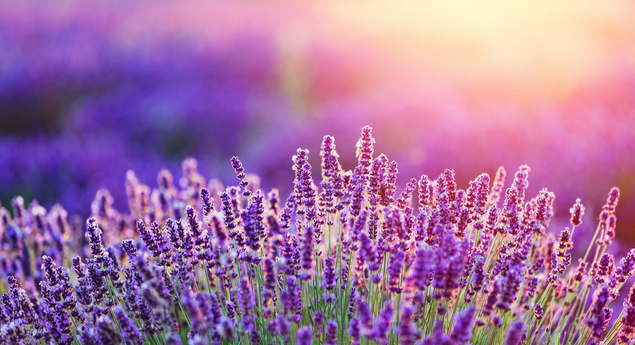 Herbal Series: All things Lavender - Gasper Landscape Design & Construction